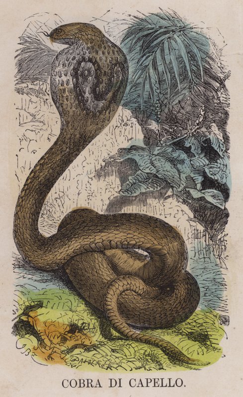 Cobra Di Capello (renkli gravür) by English School