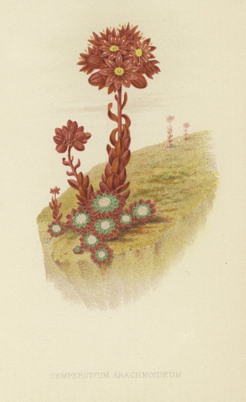 örümcek ağı by English School