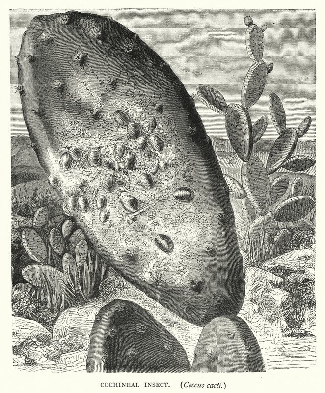 Cochineal Böceği, Coccus kaktüsleri (gravür) by English School