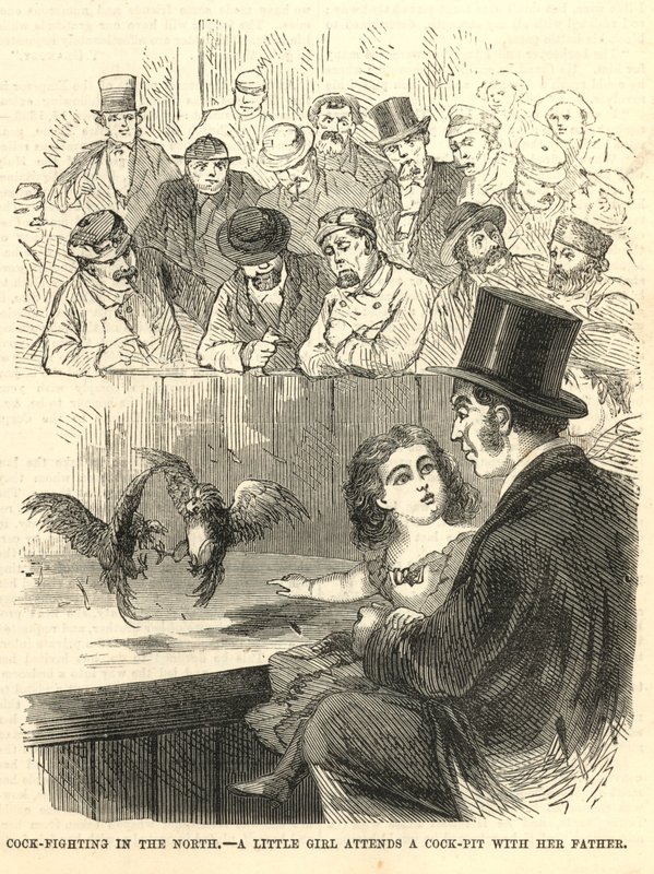Kuzeyde horoz dövüşü by English School