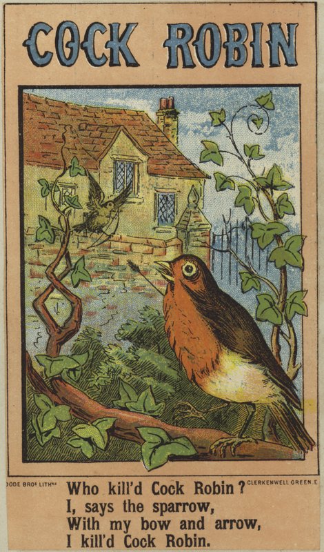horoz robin by English School