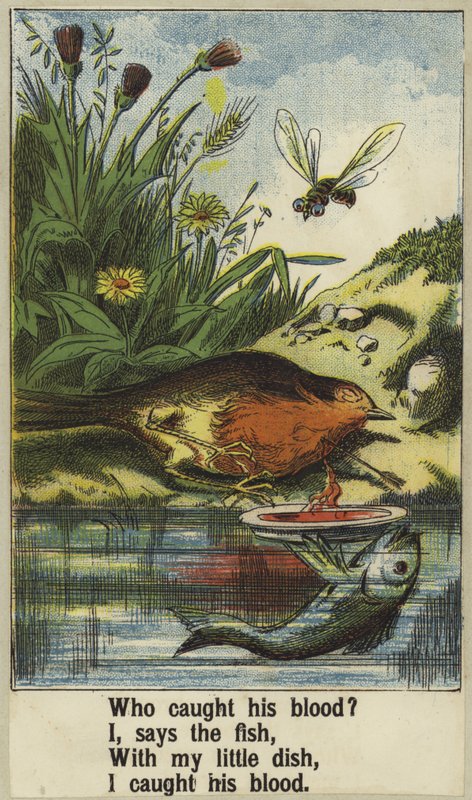 horoz robin by English School