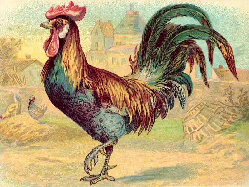 Cockerell (chromolitho) by English School