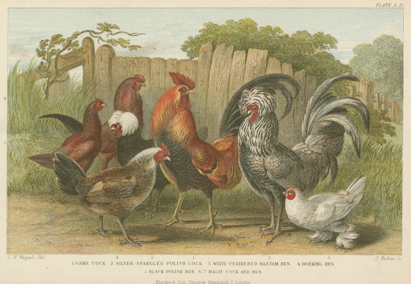Horozlar ve tavuklar (renkli gravür) by English School