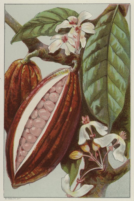 Bir bakla (chromolitho) içini gösteren kakao çiçekleri ve baklaları by English School