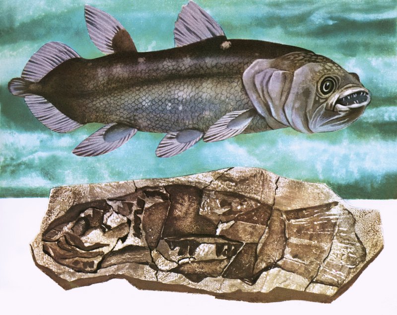 Coelacanth ve fosili by English School