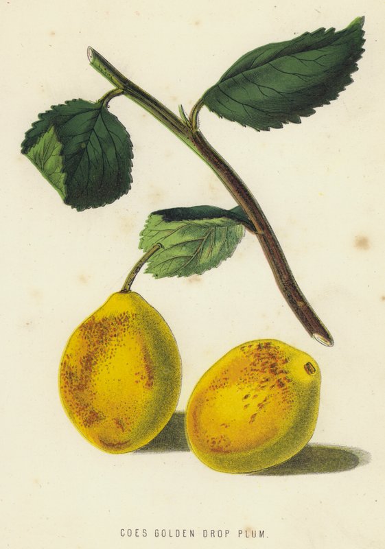 Coes Altın Damla Erik (chromolitho) by English School