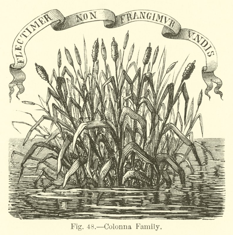 Colonna Ailesi by English School