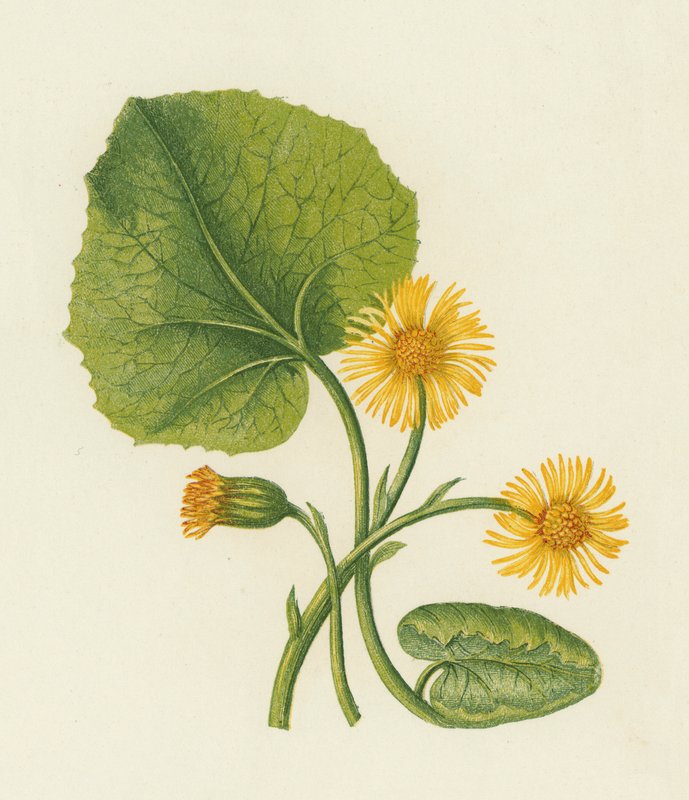 Ökseotu, Tussilago Farfara (renkli taş) by English School