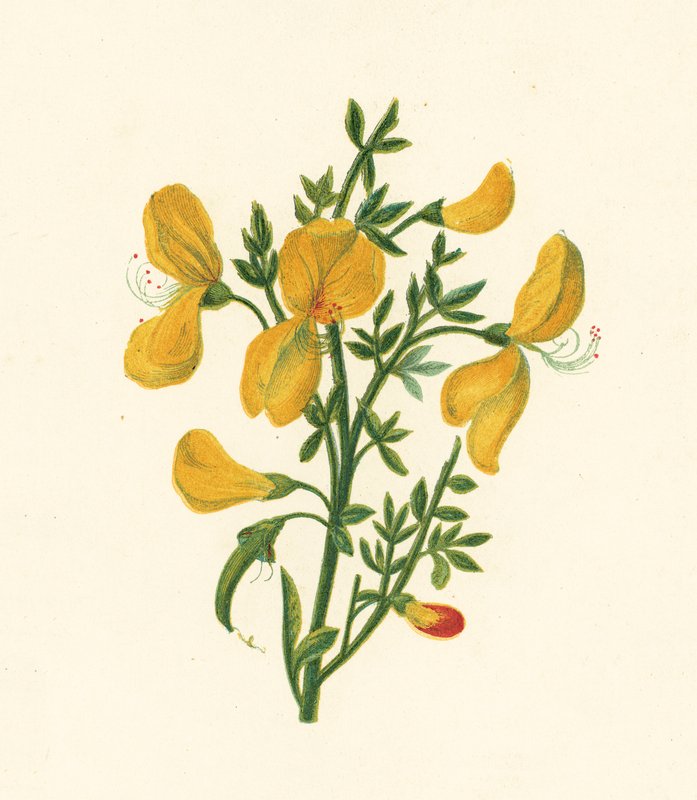 Ortak Süpürge, Cytisus Scoparius (renkli taş) by English School