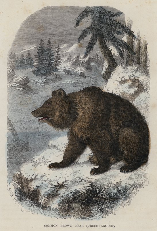 Ortak Boz Ayı, Ursus Arctos (renkli gravür) by English School