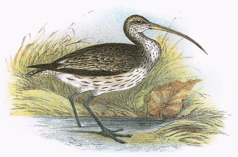 Ortak Curlew by English School