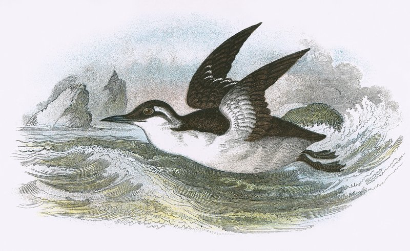 Ortak Guillemot by English School