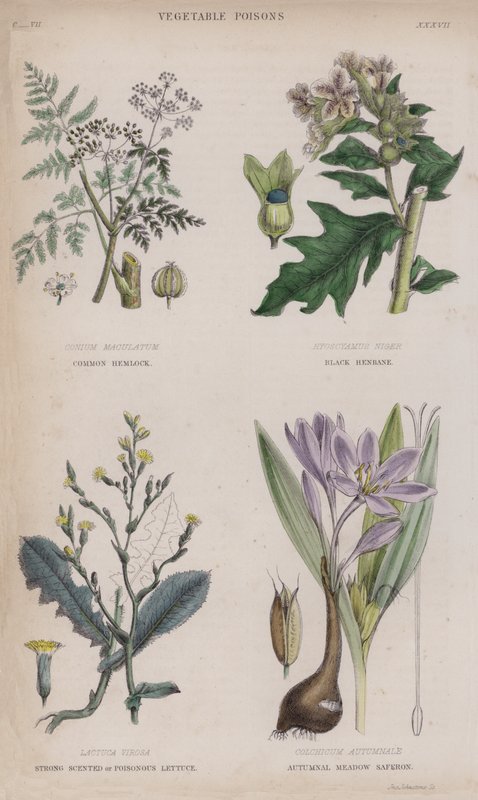 Ortak Baldıran; Kara Henbane; Güçlü Kokulu veya Zehirli Marul; Sonbahar Çayırı Saferon (renkli gravür) by English School