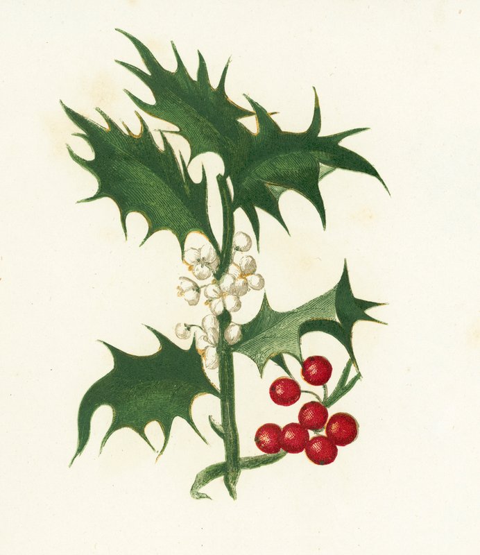 Ortak Holly, Ilex Aquifolium by English School
