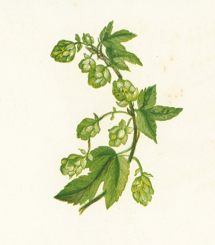 Ortak Hop, Humulus Lupulus by English School