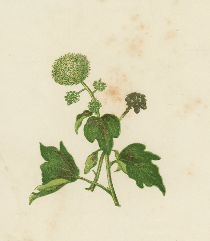 Ortak Sarmaşık, Hedera Helix (renkli taş) by English School
