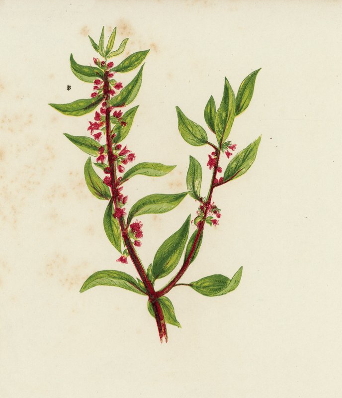Yaygın Duvar Peliti, Parietaria Officinalis (renkli lito) by English School