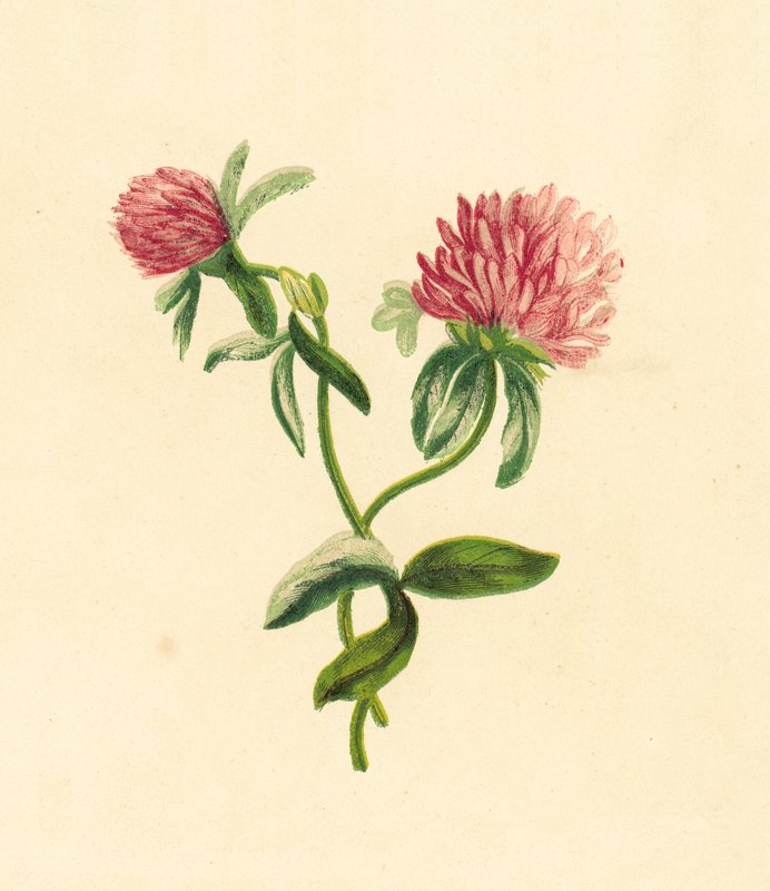 Ortak Mor Trefoil, Trifolium Pratense by English School