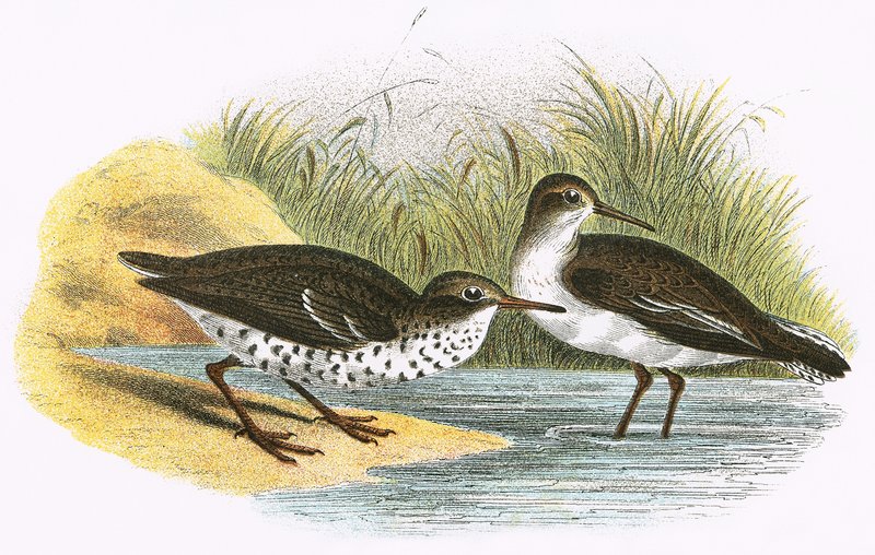 Ortak Sandpiper (sağda) ve Benekli Sandpiper (solda) by English School