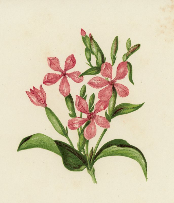 Adi Çorbası, Saponaria Officinalis (renkli taş) by English School
