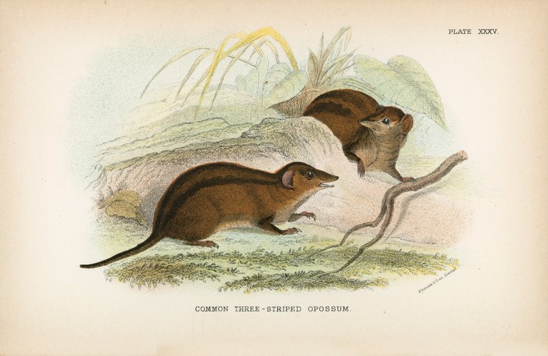 Ortak Üç Çizgili Opossum by English School