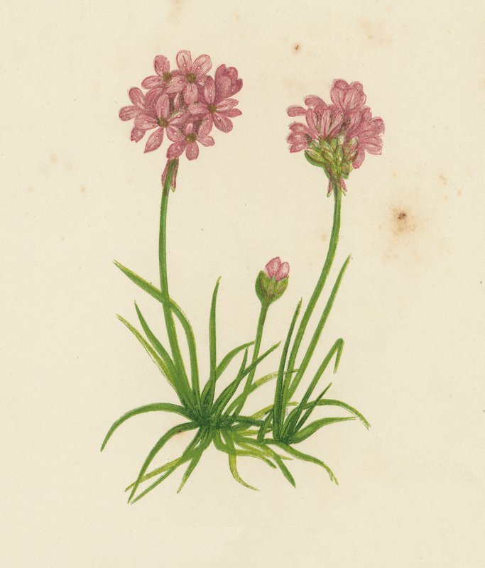 Common Thrift, Statice Armeria (renkli taş) by English School