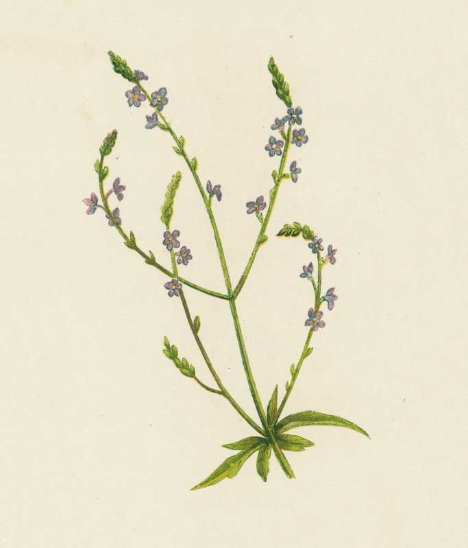 Ortak Mine Çiçeği, Verbena Officinalis (renkli litho) by English School