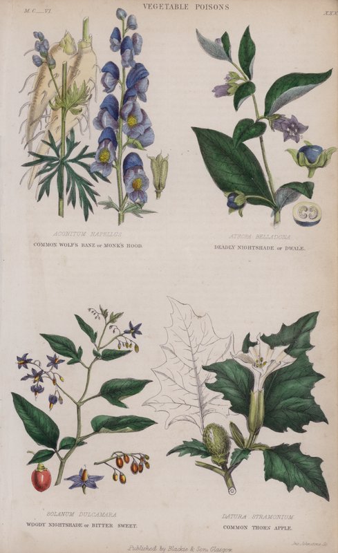 Common Wolf's Bane veya Monk's Hood; Ölümcül Nightshade veya Dwale; Woody itüzümü veya Acı Tatlı; Dikenli Elma (renkli gravür) by English School