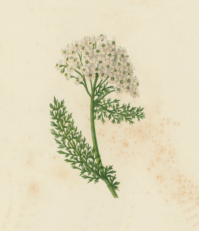 Civanperçemi veya Milfoil, Achillea Millefolium (renkli lito) by English School