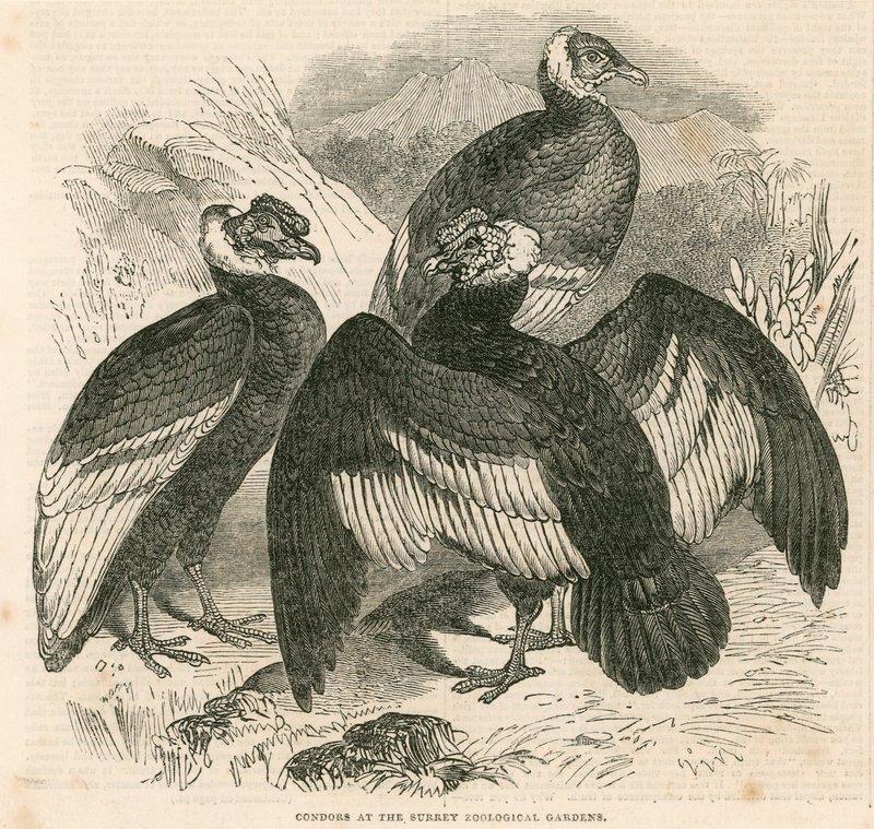 Condors, Londra Surrey Hayvanat Bahçeleri