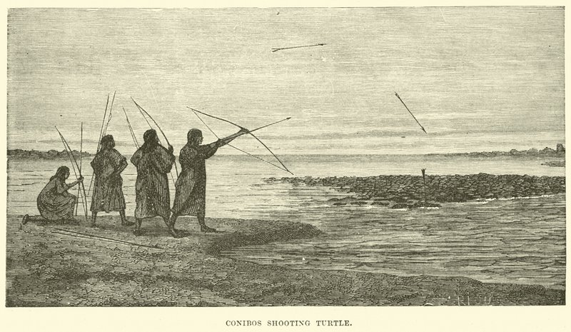 Conibos ateş eden kaplumbağa by English School