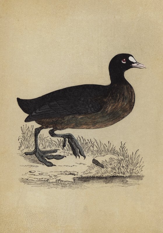 Coot (renkli lito) by English School