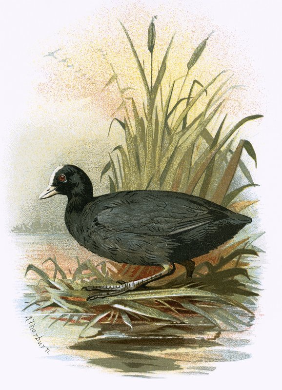 kuğu by English School