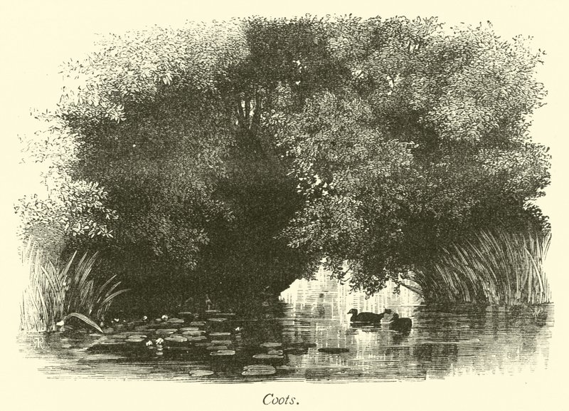 Coot