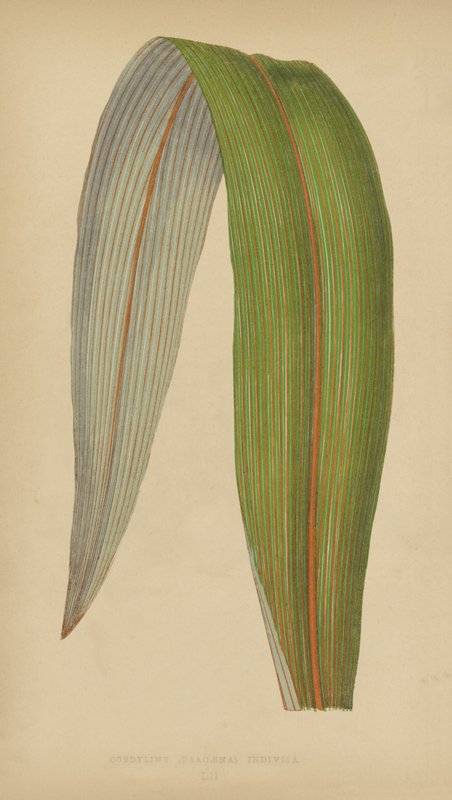 Cordyline (Dracaena) Bölünmemiş by English School