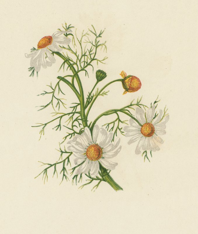 Mısır Feverfew, Pyrethrum Inodorum (renkli taş) by English School