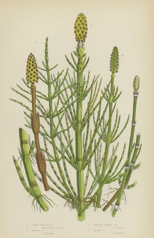 Mısır Atkuyruğu, Kaba Atkuyruğu, Pürüzsüz Çıplak Atkuyruğu, Bataklık Atkuyruğu (renkli litho) by English School