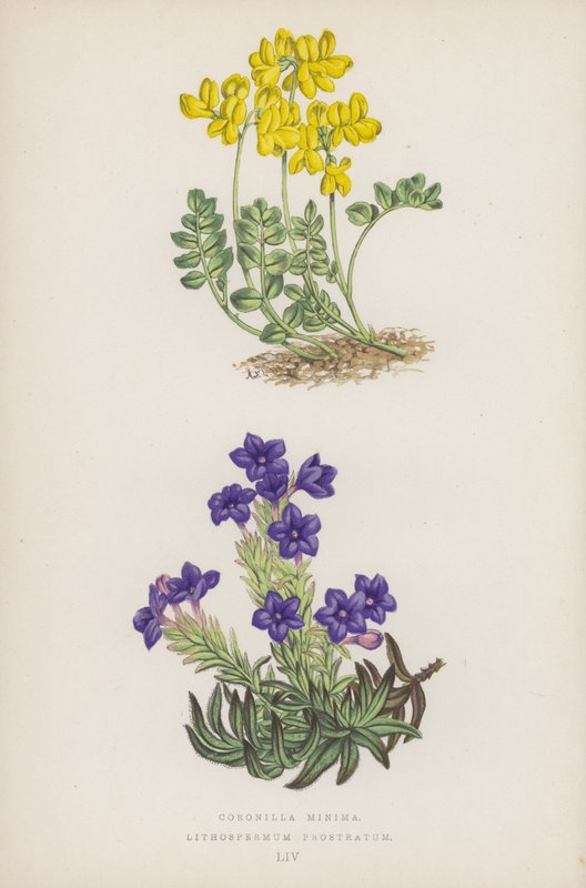 Koronilla Minimumu; Lithospermum Prostratum (renkli lito) by English School