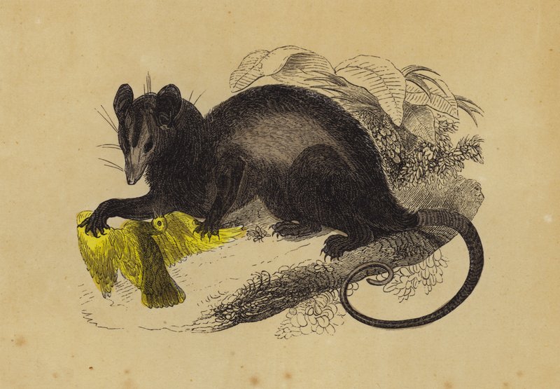 Yengeç Yiyen Opossum (renkli taş) by English School