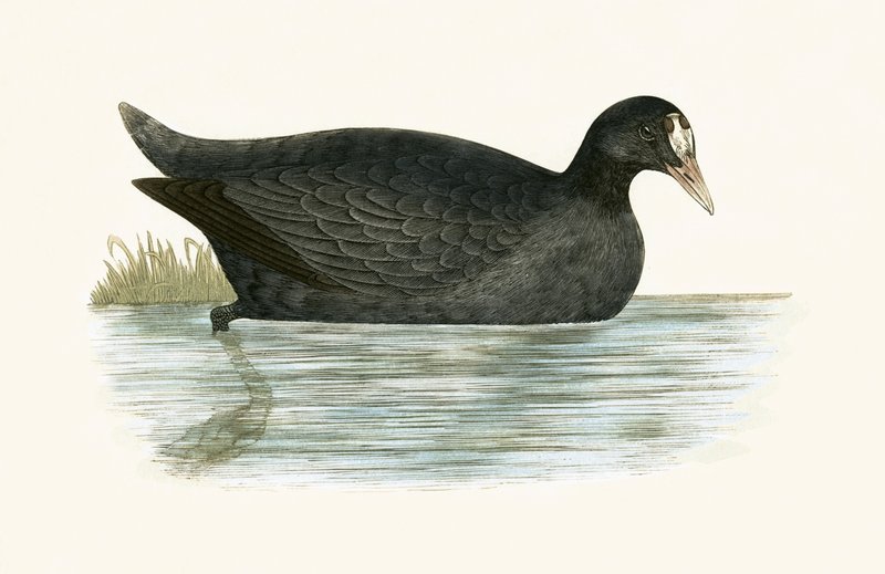 Crested Coot, Charles Robert Bree (1811-86) tarafından 