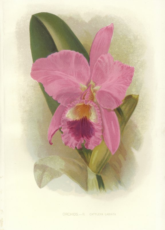 Kızıl Cattleya by English School