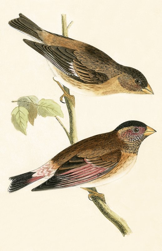 Kızıl Kanatlı Grosbeak, Charles Robert Bree (1811-86), 1867