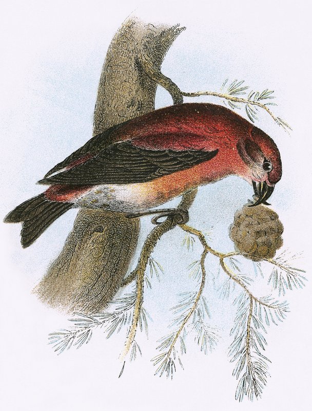 çapraz fatura by English School