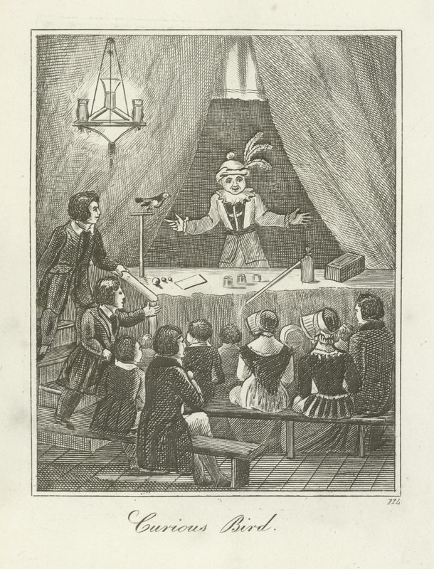 meraklı kuş by English School