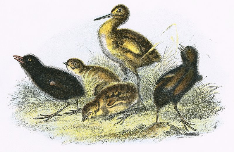 Curlew, Kara Demiryolu, Keklik ve Moor Hen (saat yönünde) by English School