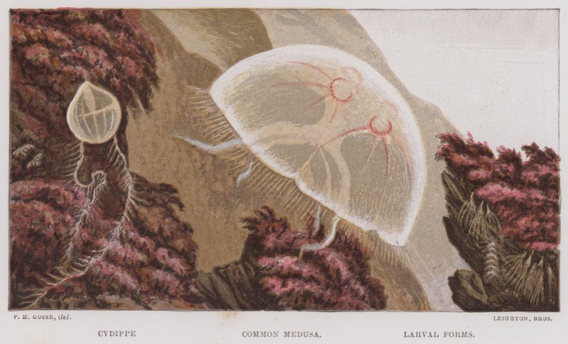 Cydippe, Ortak Medusa, Larval Formlar (renkli taş) by English School
