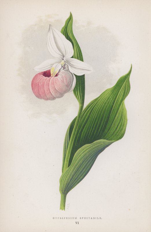 Cypripedium Spectabile (renkli taş) by English School