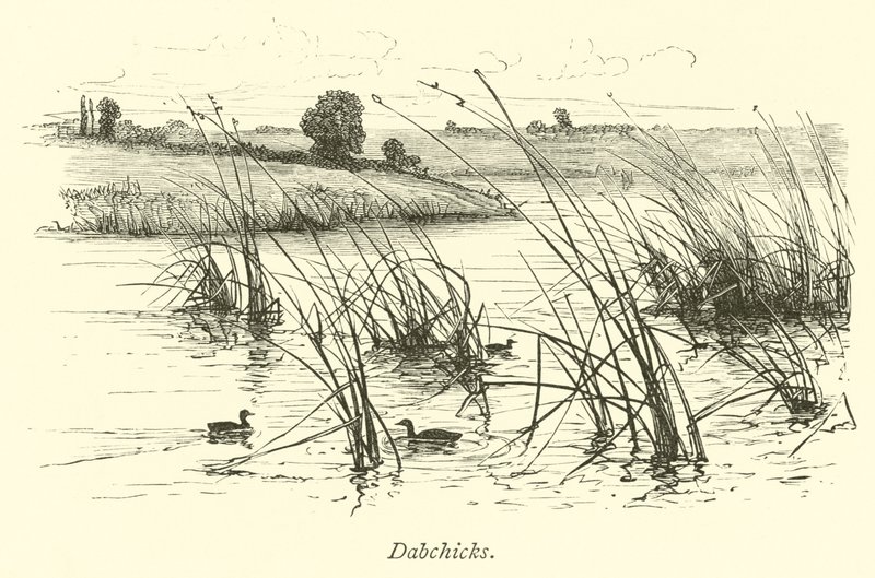 Dabchicks by English School