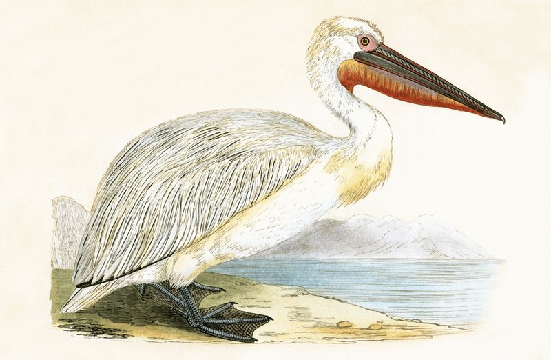 Dalmaçyalı Pelikan, Charles Robert Bree (1811-86) tarafından 